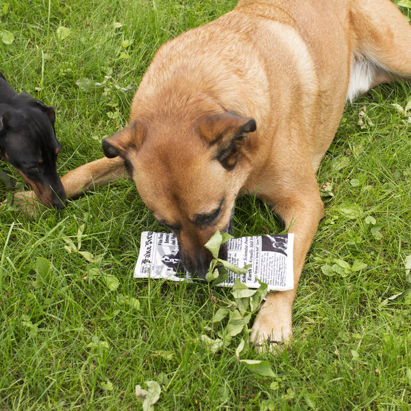 FAKE NEWS DOG TOY