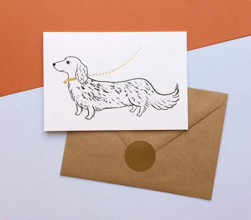 Dachshund